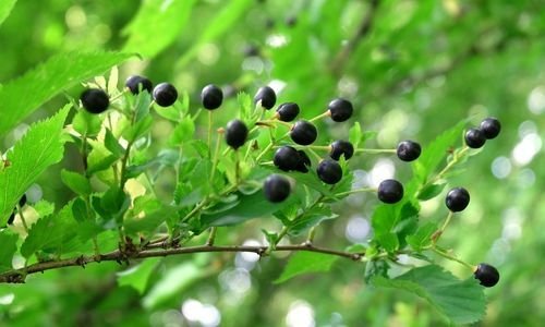 Mahlep Fidanı Özellikleri