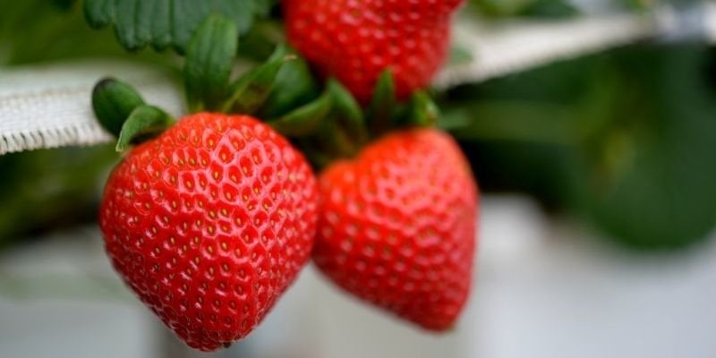 Tüplü Festival Çilek Fidesi Çeşitleri