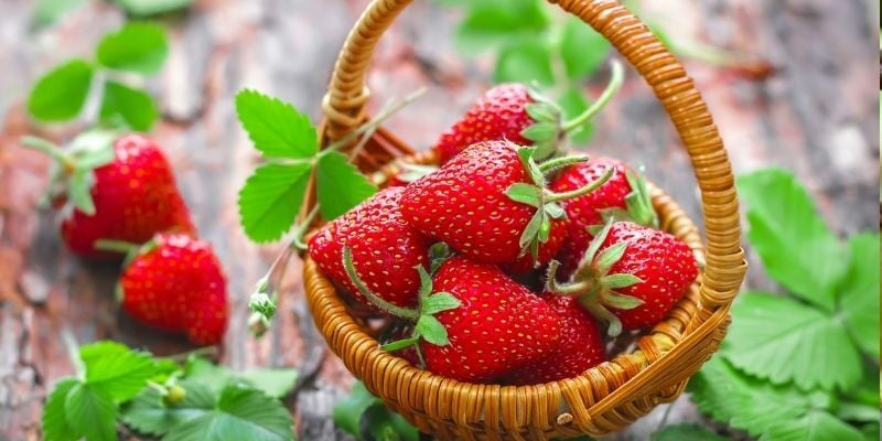 Tüplü Festival Çilek Fidesi Özellikleri