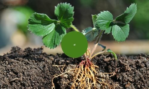 Galgiant Çilek Fidesi Bakımı