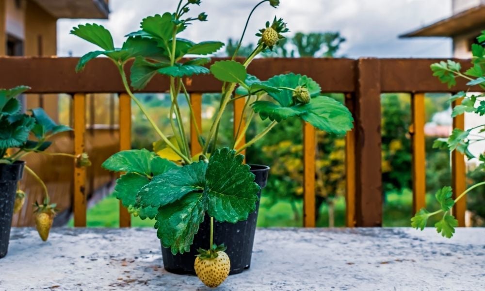 Çilek Fidesi Fiyatları