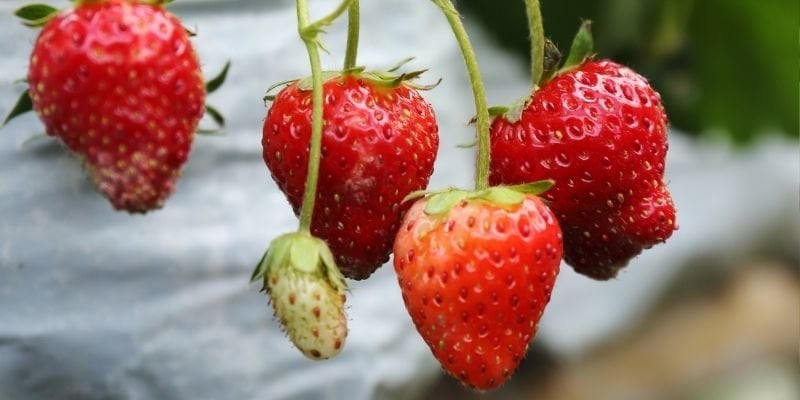 Tüplü Festival Çilek Fidesi Satışı