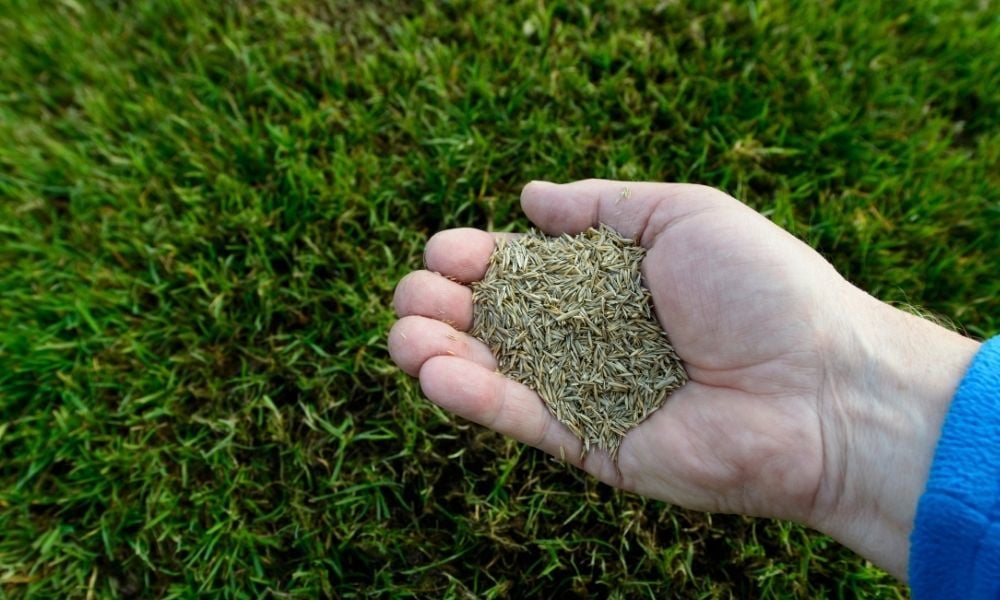Çim Tohumu Fiyatları