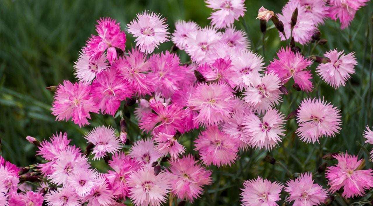 Çin Karanfili Nasıl Çoğaltılır