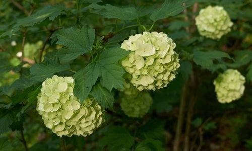 Çınar Kartopu Çiçeği Fidanı Özellikleri