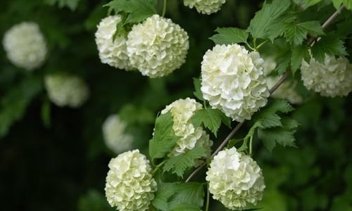 Çınar Kartopu Çiçeği Nasıl Dikilir?