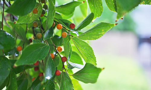 Çitlembik Fidanı Bakımı