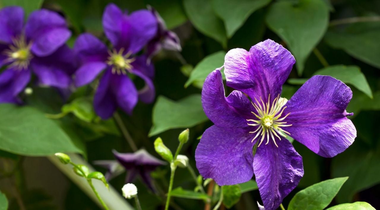 Yaban Asması Nasıl Yetiştirilir