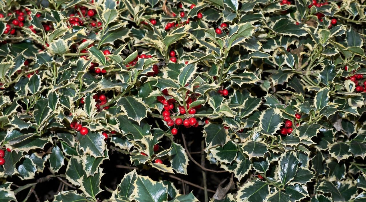 Alacalı Çoban Püskülü Bakımı