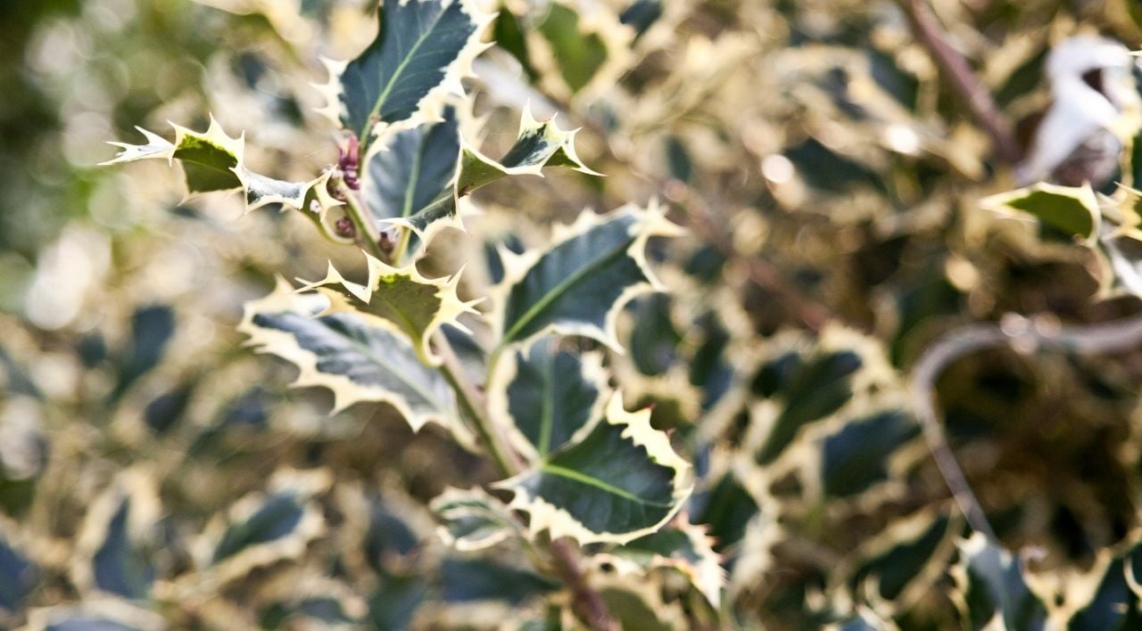 Alacalı Çoban Püskülü Satışı