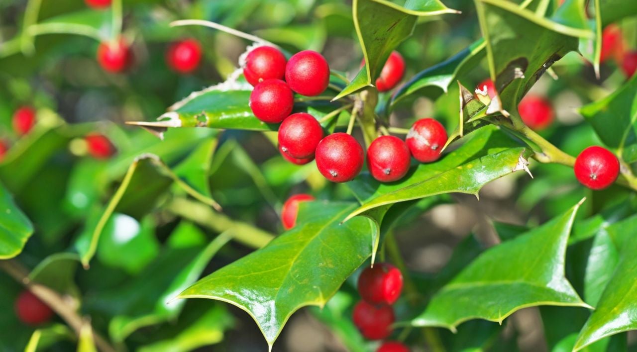 Çoban Püskülü Ne Zaman Dikilir?