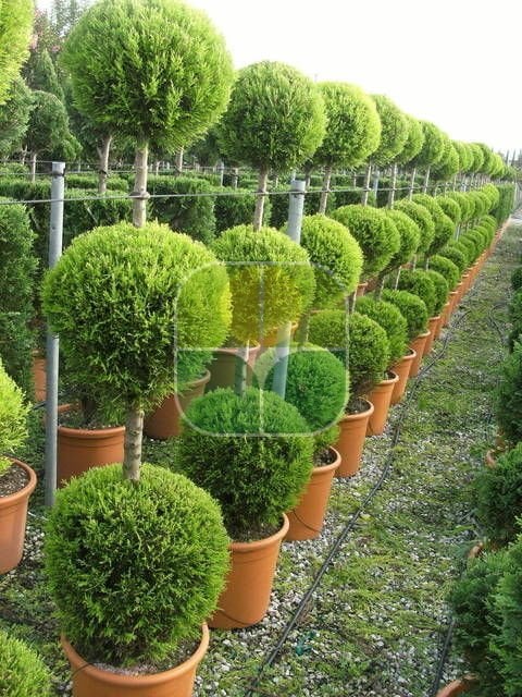 Üç Top Limon Servi Çeşitleri