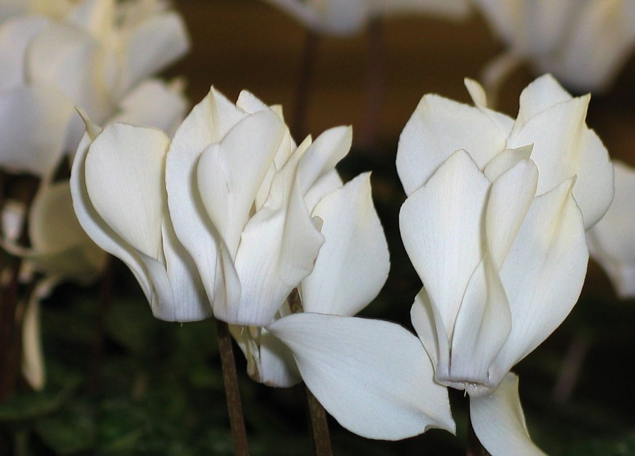 Siklamen Çiçeği Bakımı