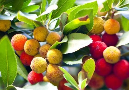 Dağ Çileği Fidanı Bakımı