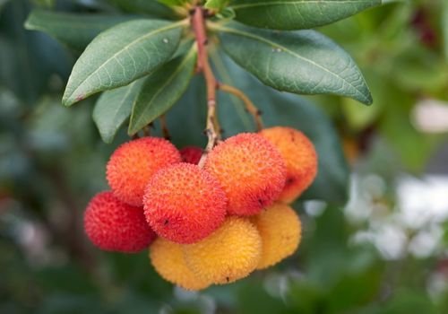 Dağ Çileği Fidanı Fiyatı