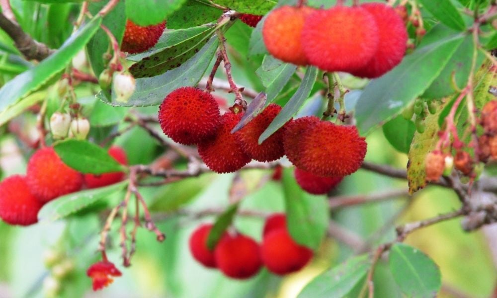 Dağ Çileği Koca Yemiş Nasıl Yetiştirilir