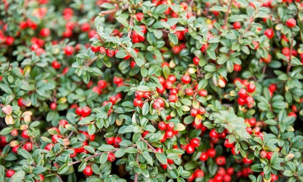 Dağ Muşmulası Fiyatı