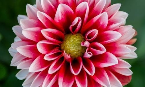 Yıldız Çiçeği Fiyatı