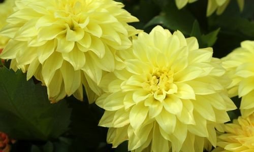 Yıldız Çiçeği Özellikleri