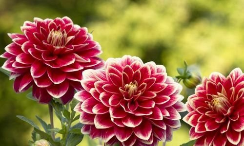 Yıldız Çiçeği Satışı