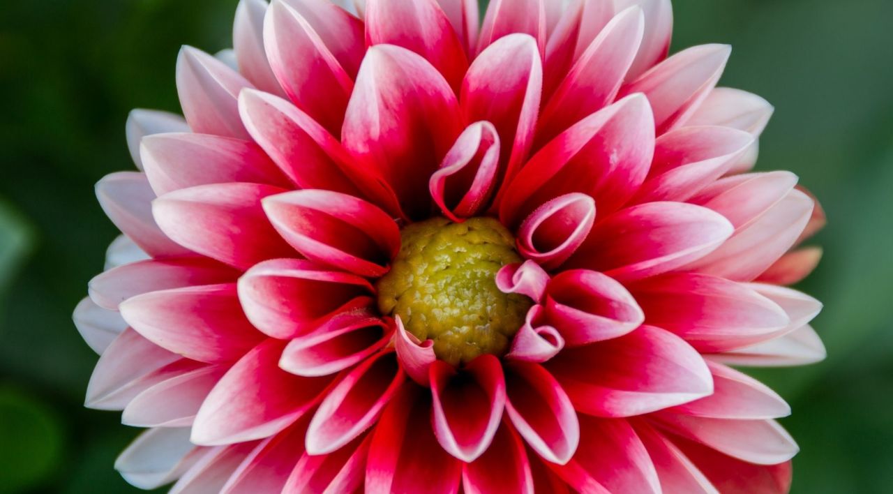 Yıldız Çiçeği Bakımı