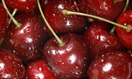 Dalbastı Kiraz Fidanı Bakımı