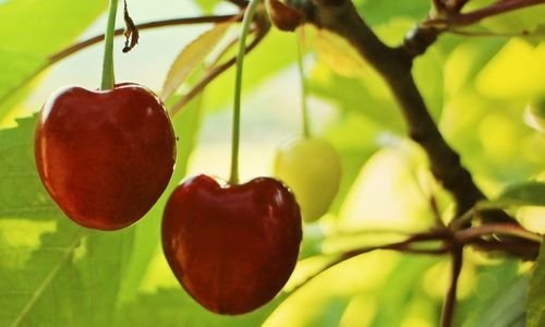 Dalbastı Kiraz Fidanı Çeşitleri