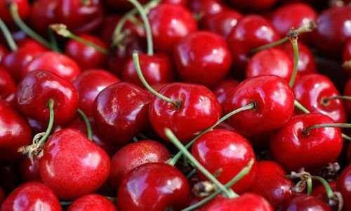 Dalbastı Kiraz Fidanı Fiyatı