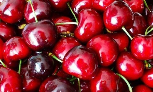 Dalbastı Kiraz Fidanı Satışı