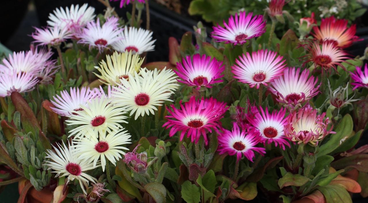 Damat Mendili Çiçeği Nasıl Çoğaltılır