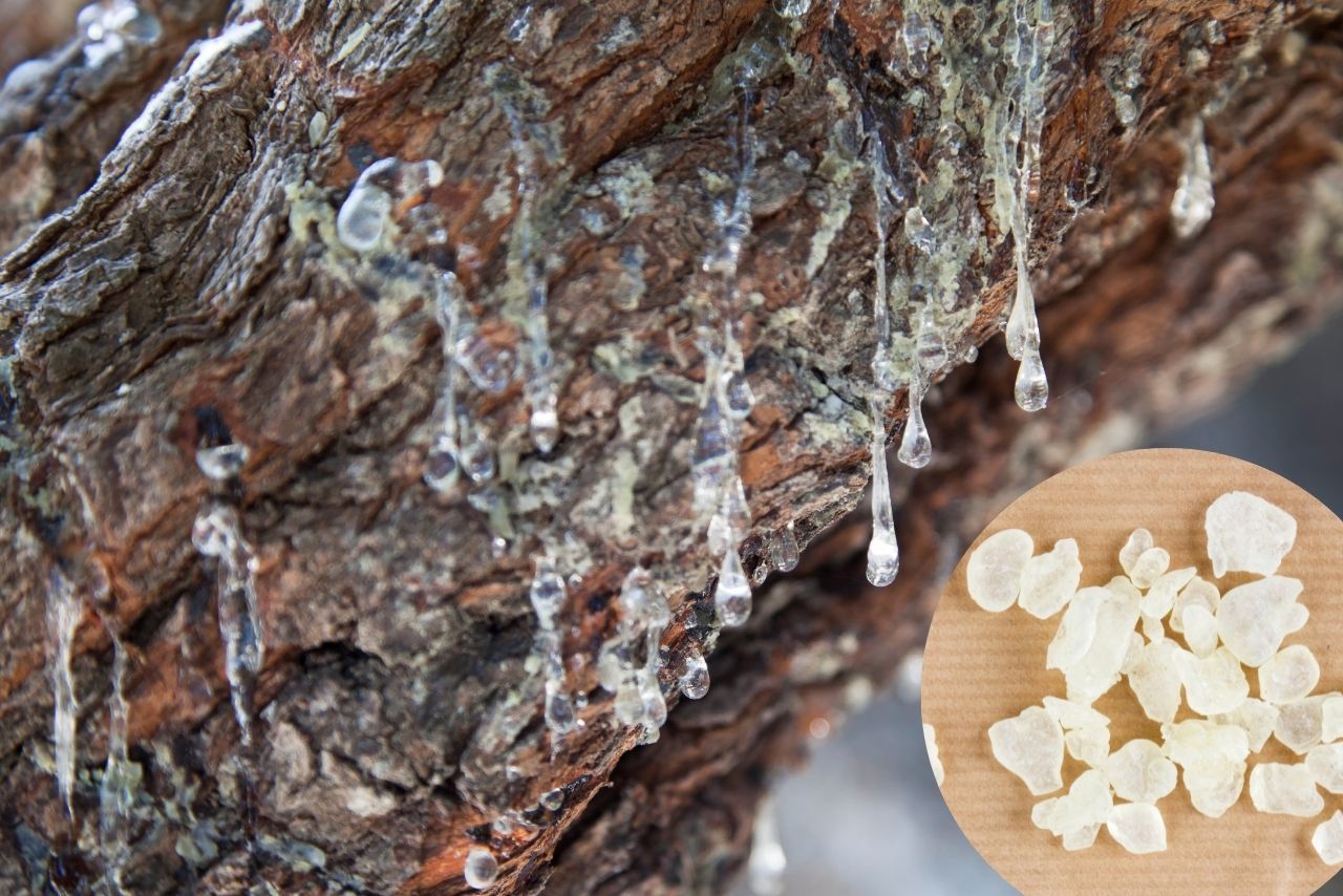 Sakız Ağacı Nasıl Yetiştirilir