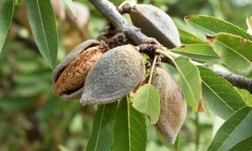 Datça Nurlu Badem Fidanı Özellikleri