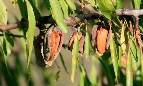 Datça Nurlu Badem Fidanı Fiyatı