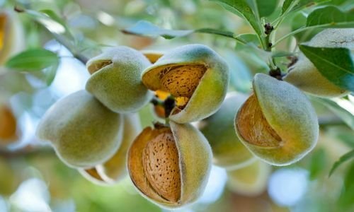 Datça Nurlu Badem Fidanı Satışı