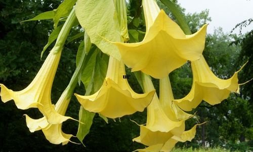 Datura Çiçeği Özellikleri