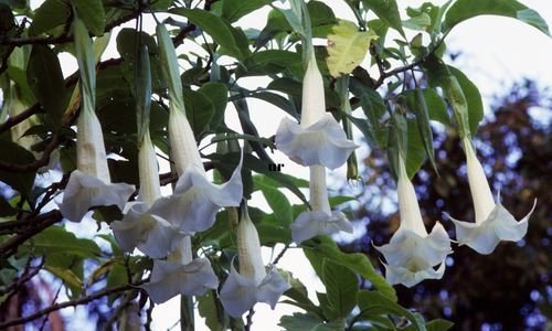 Datura Çiçeği Çeşitleri