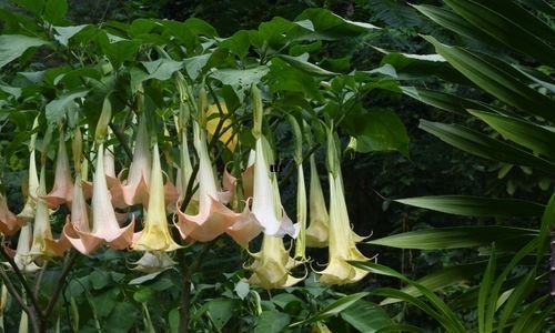 Datura Çiçeği Satışı
