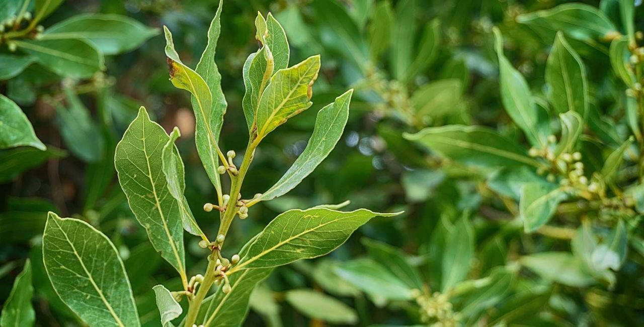 Defne Ağacı Fidanı Yetiştiriciliği