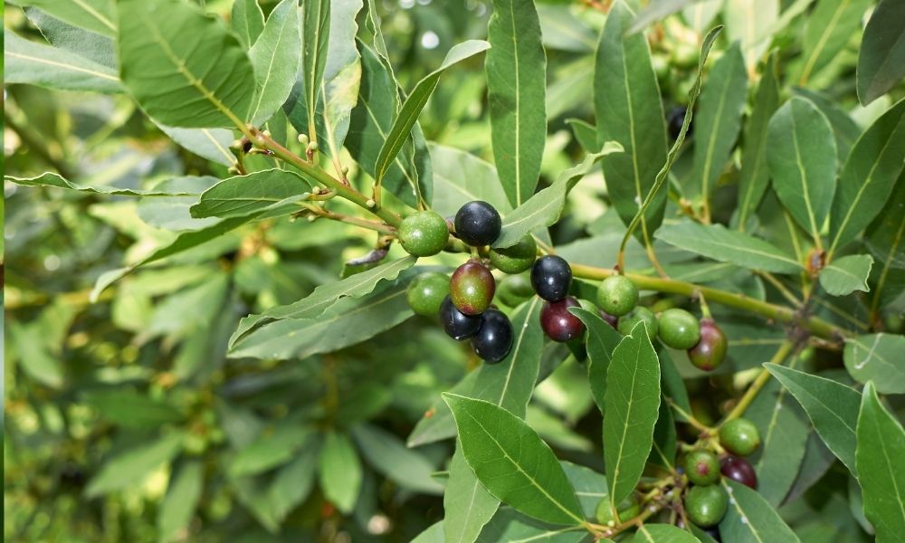 Defne Fidanı Fiyatları