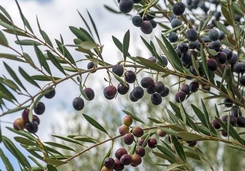 Delice Zeytin Fidanı Bakımı