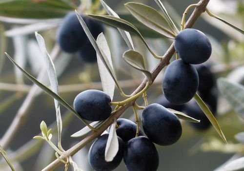 Delice Zeytin Fidanı Fiyatı
