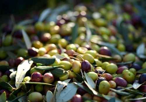Delice Zeytin Olive Fidanı Özellikleri