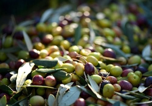 Delice Zeytin Fidanı Özellikleri