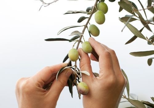 Delice Zeytin Fidanı Satışı