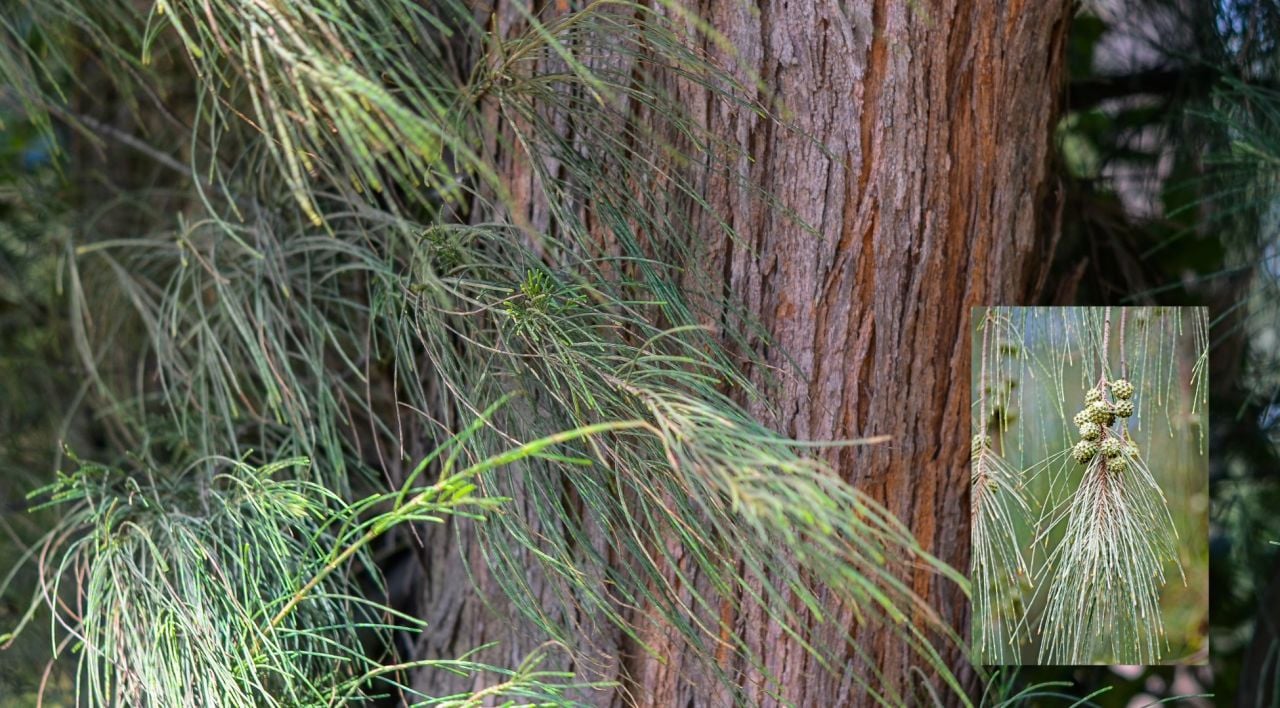 Demir Ağacı Özellikleri