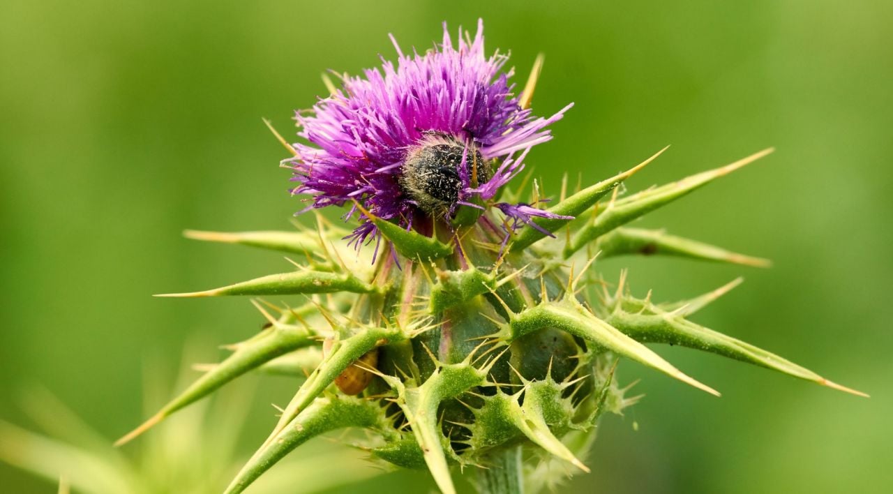 Deve Dikeni Özellikleri