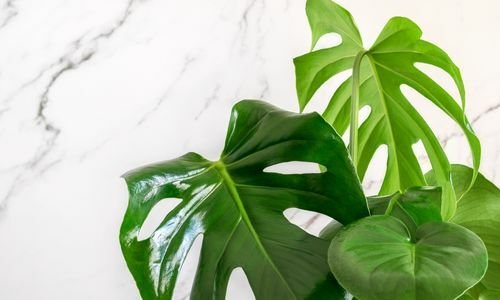 Deve Tabanı Özellikleri