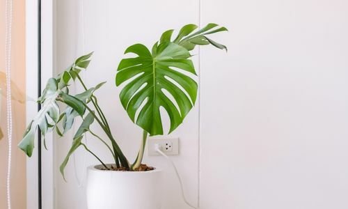 Deve Tabanı Çiçeği Satışı