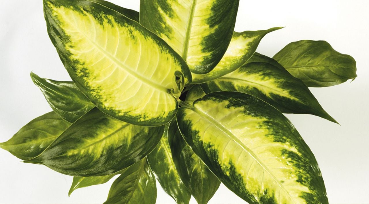 Difenbahya Çiçeği Nasıl Çoğaltılır?