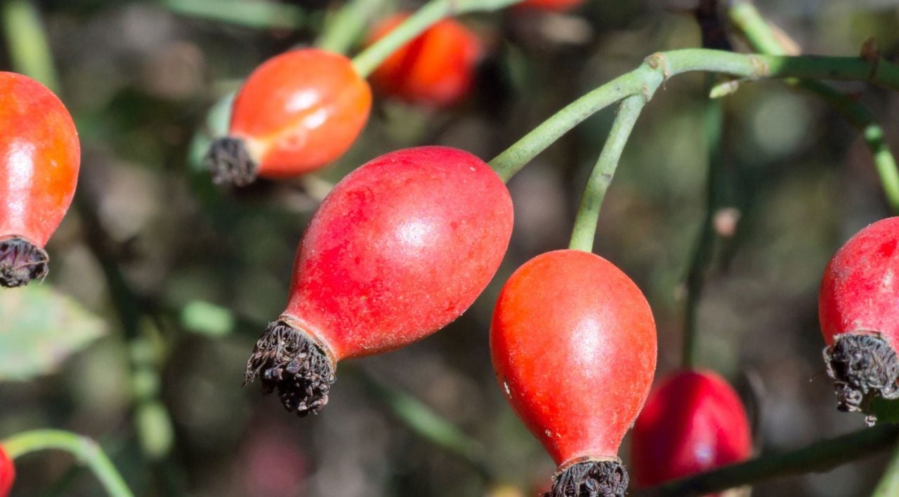 Dikensiz Kuşburnu Fidanı Dikim Zamanı
